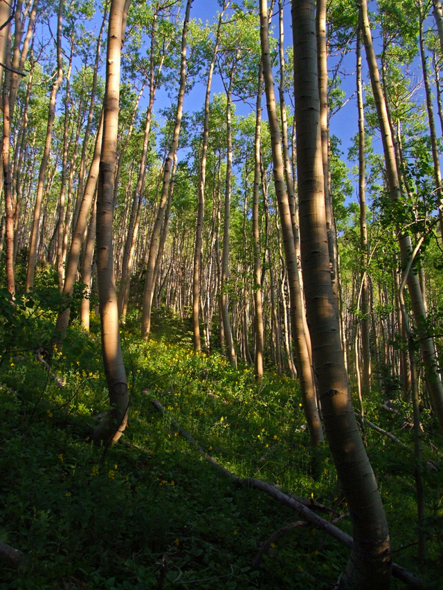 shinrinyoku, forest bath, aspen, aspen trees, aspens, wilderness