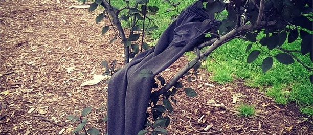 Instagram, featured, sweatpants, tree