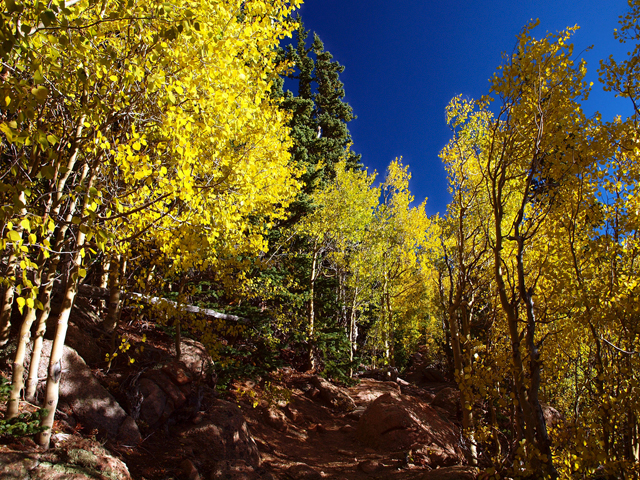 Pikes Peak, aspen, aspens, fall color, fall colors, shinrinyoku, forest bath