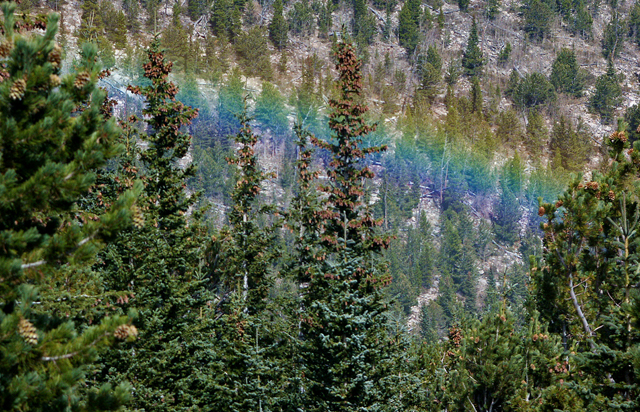 forest bath, shinrinyoku, rainbow, lodgepole, pine, pines, pine trees, trees, forest