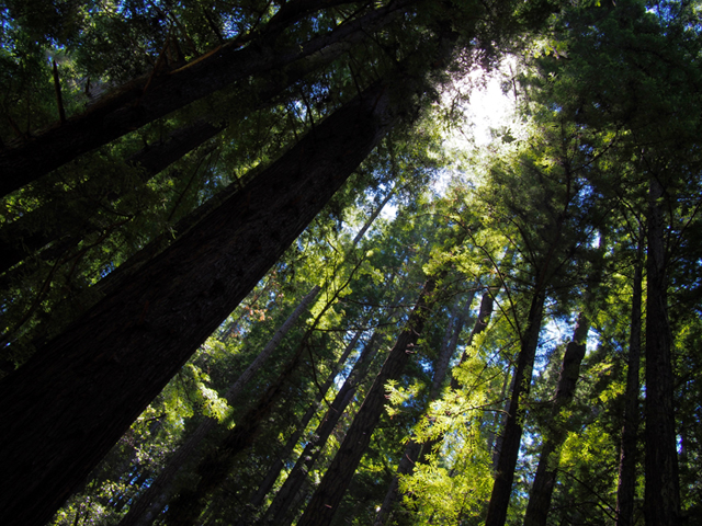 redwood, redwoods, forest, trees, shinrinyoku