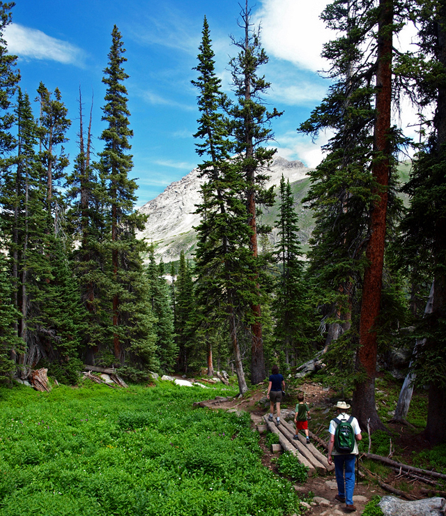 alpine, forest, colorado, hiking, family, people, nature, shinrin-yoku, forest bath, forest bathing